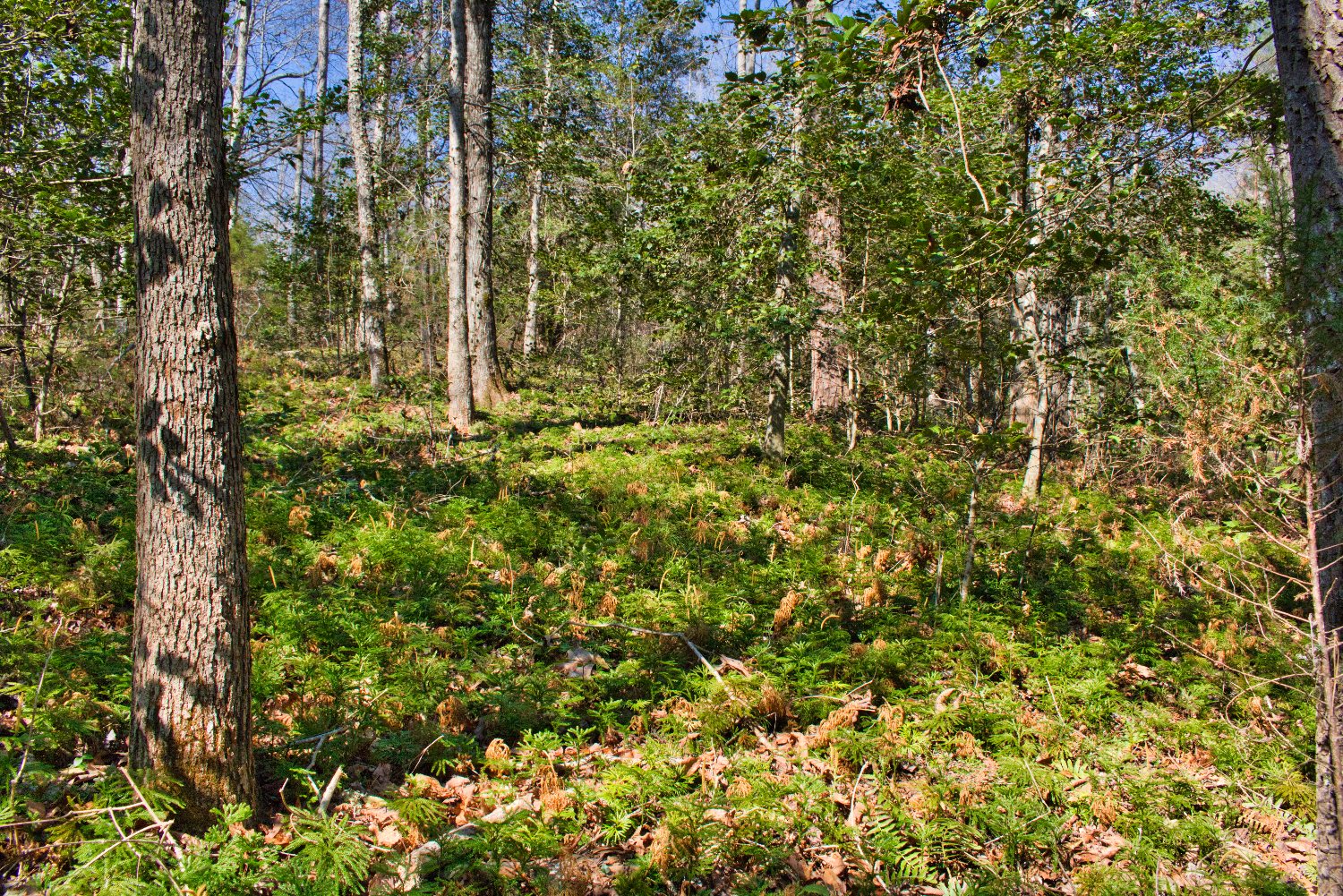 Stream frontage wooded land in Hearthstone Ridge